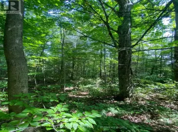 2141 Katchewanooka Court, Smith-Ennismore-Lakefield, ON K0L2H0, ,Vacant Land,For Sale,Katchewanooka,X6790332 2141 Katchewanooka Court, Smith-Ennismore-Lakefield, ON K0L2H0, ,Vacant Land,For Sale,Katchewanooka,X6790332