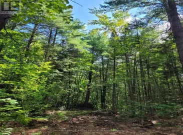 0 Alfs Bay Lane, Central Frontenac, ON K0H1B0, ,Vacant Land,For Sale,Alfs Bay,X6776164