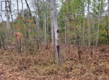0 Turk Road, Hamilton Township, Ontario K0K1C0, ,Vacant Land,For Sale,Turk,X7284406 0 Turk Road, Hamilton Township, Ontario K0K1C0, ,Vacant Land,For Sale,Turk,X7284406